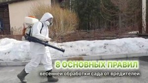 8 правил весенней обработки сада от вредителей