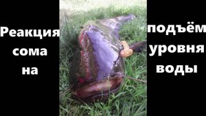 Реакция сома на подъём воды \ Школа для квочатника \ #сом #квок