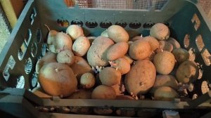 Картофель...( Фламинго, Ажур, Метеор, Салон, Лилли, Крепыш, Опал, Манифест, Верди, Прайм. )