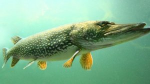 рыбалка на просеке в Самаре