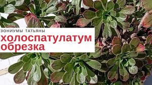 №220 Эониум холоспатулатум: обрезка