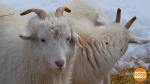 Чешут белых, чешут серых... коз! Доброе утро. Фрагмент выпуска от 28.03.2025