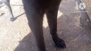 у нас новый житель