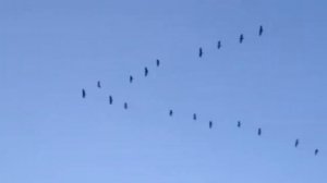 Осень... Музыка и исп. Макс Максимов, Стихи и монтаж видео Виктор Поживин