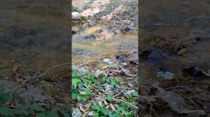 Щебетовка,Водяная балка