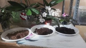 Готовим грунт для пересадки Фиалок! Как обеззаразить?