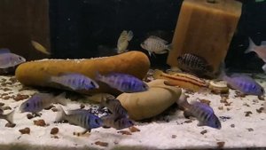 Плацидохромис фенохилус мдока (placidochromis phenochilus mdoka)