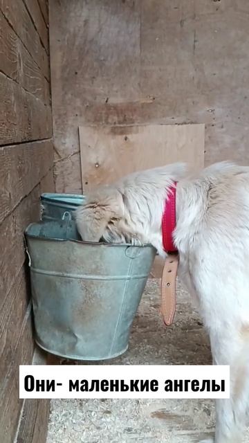 Новенькая малышка Нала попала в приют #dog #short смотреть онлайн