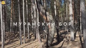Самарская Лука 2025-1: Хвалынск, Сызрань, Муранский бор, турбаза ОРБИТА