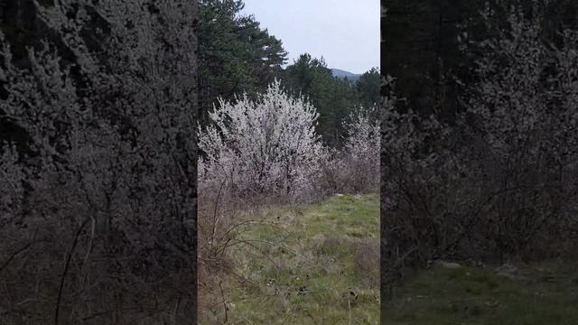 Земельный участок 96 сот в Ялте смотреть онлайн