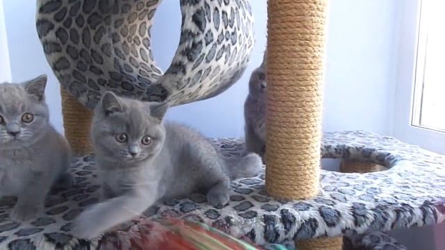 Британские малыши - подарки на Новый год MAH03724 смотреть онлайн