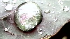 Капли дождя