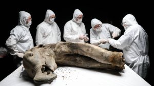 Вскрытие туши мамонтенка Яны провели якутские ученые: что они обнаружили