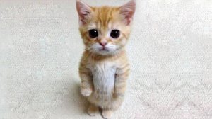 Я РЖАЛ ПОЛЧАСА🐈ПРИКОЛЫ С КОТАМИ И ДРУГИМИ ЖИВОТНЫМИ🐕СМЕШНЫЕ КОШКИ И СОБАКИ