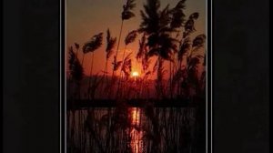 Звучит романс и сердце замирает..., Слова, муз. и исп. Самуила Фрумовича