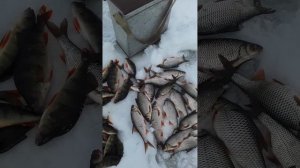 Чолбаш рыбалка. там окуня поймали на 5.0 кг.рекорд СССР. Тюм. обл. Тобольск. Заболотье.