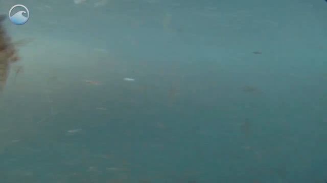 Animals of the Ice - Antarctic Krill смотреть онлайн