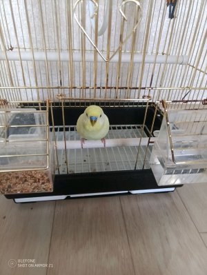 обзор на моего попугая чек