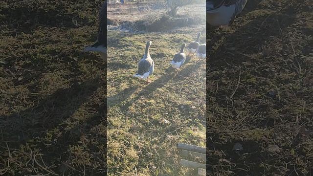Я 🙋 хозяюшка Лапа, гуси🪿 + забрал яйца🥚 из гнезда и нашëл новое гнездо 🪺