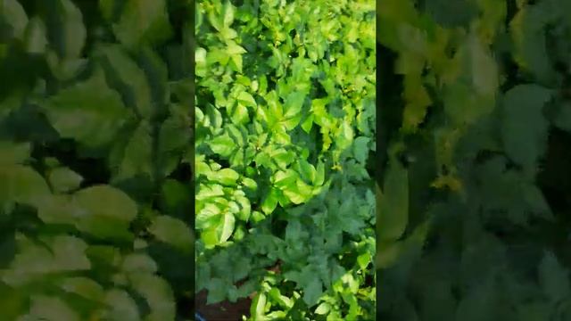 Гуляим с котом во дворе😺 смотреть онлайн