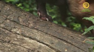 Дикие собаки. Анонс. Канал В Мире Животных