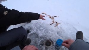 И тут она попёрла о.Большое сорога на 10 метрах 21.03.2021