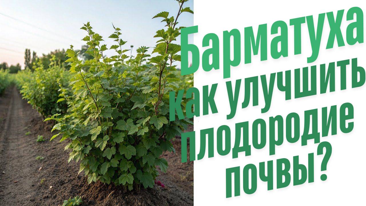 Как улучшить плодородие почвы?