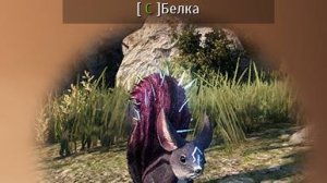 Белка - Острова Илия, Азир, Альнаха, Расиды, Black Desert (редкие монстры для охоты).