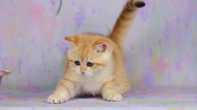 Британские котята,UA*Leo San Quinn