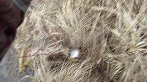 28 марта 2025 года. Боковой кивок на Гребном канале!