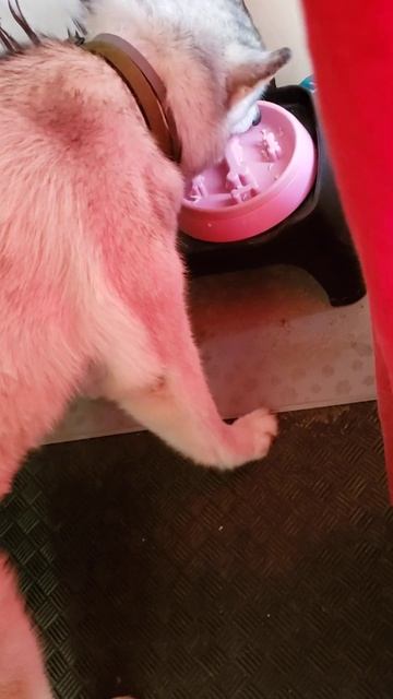 Keera's Diet: Rice & Chicken 🐶🍚🍗 смотреть онлайн