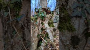 Сурб-хач в феврале