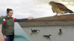 Спасенные птицы - новые сложности и опасности! Что им не хватает и кто им угрожает! НУЖНЫ ВОЛОНТЕРЫ