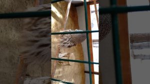 Эко Парк Славянское Гнездо