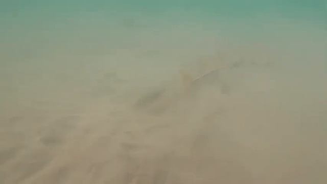 Purple-striped jellyfish, guitarfish & bat rays: July 21, 2023 смотреть онлайн