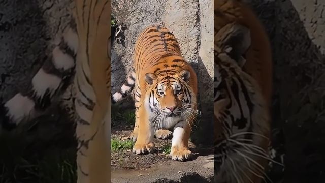 ✨Дикие животные✨