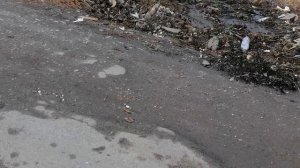 28.03.2025.Усадьба Парк Кино Ляхово. Парк Кошек. Домодедово. Ликвидация аварийных деревьев. Часть 1