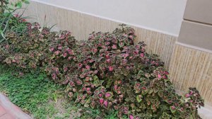 Сад вокруг дома в Алании, обзор территории