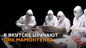 В Якутске изучают ДНК мамонтенка возрастом более 50 тысяч лет