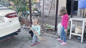 Щенок добермана 2 месяца. Приехали на дачу