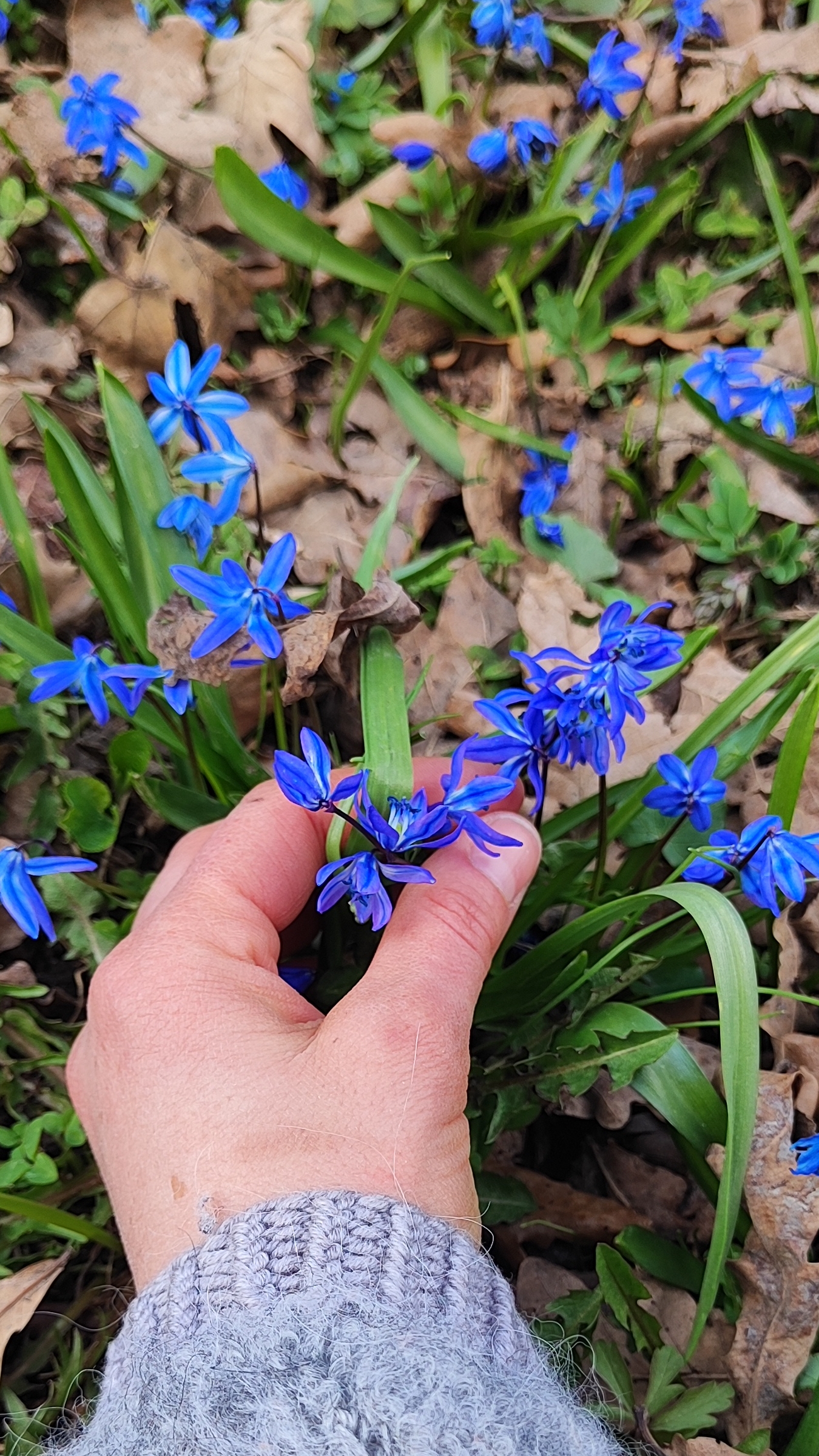 #цветы#природа#ролик#красотавокругнас#любовь#красота смотреть онлайн