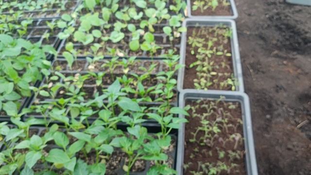 РАССАДА НА 28 МАРТА !!! смотреть онлайн