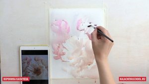 Рисуем нежные пионы акварелью — kalachevaschool.ru — Поэтапный урок с Вероникой Калачевой