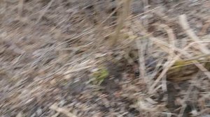 28.03.2025.Усадьба Парк Кино Ляхово. Парк Кошек. Домодедово. Ликвидация аварийных деревьев. Часть 2.