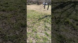 Весна на даче, день второй