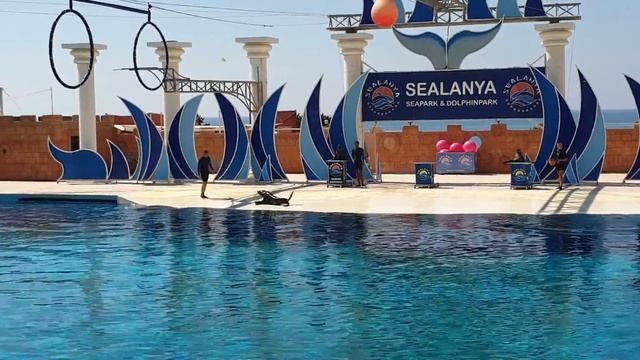 Дельфинарий Аланья смотреть онлайн