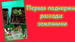 Когда проводить первую подкормку рассады земляники?