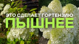 Просто Сделайте Это Если Хотите ОБИЛЬНОЕ ЦВЕТЕНИЕ ГОРТЕНЗИИ