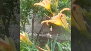 Красота Дагестана.. в одном видео