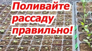 🚫 Не губите рассаду! Самые важные правила полива, о которых вы не знали